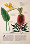 Botanica ilustrata
